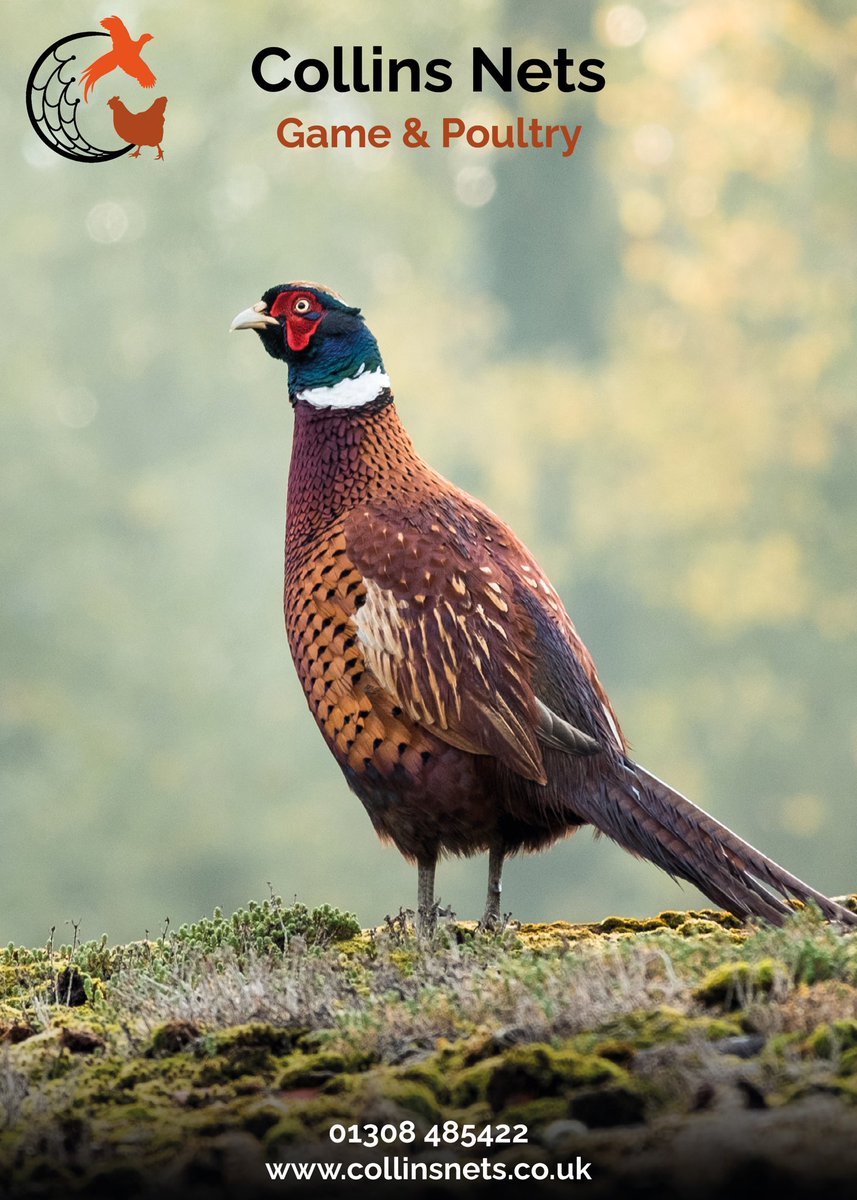 CollinsNets's tweet photo. The Game & Poultry Catalogue is at the printers (finally!)
Make sure you are on our mailing list/ request a copy here ๐
https://t.co/ZcbqUBTiU1
#gamekeeping #poultry #gamerearing #chickens #gamebirds #gamefarming https://t.co/wFnpZ1JLjv