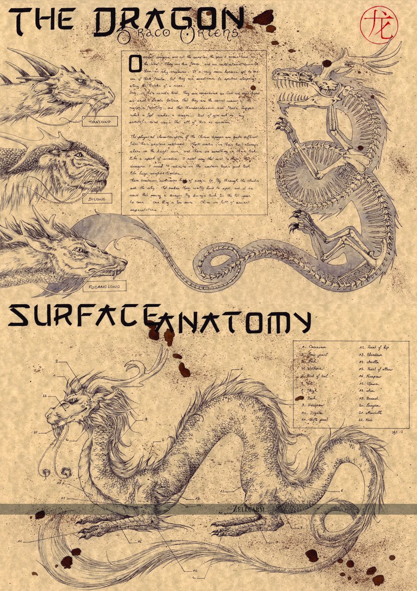 zellgarm's tweet photo. 🕯️ THE DRAGON : DRACO ORIENS
European dragon, and now, the chinese one! I love to draw bones :3 
. 
#mythology #ChineseCulture #dragons #ArtistOnTwitter https://t.co/rqKXVfvkfR
