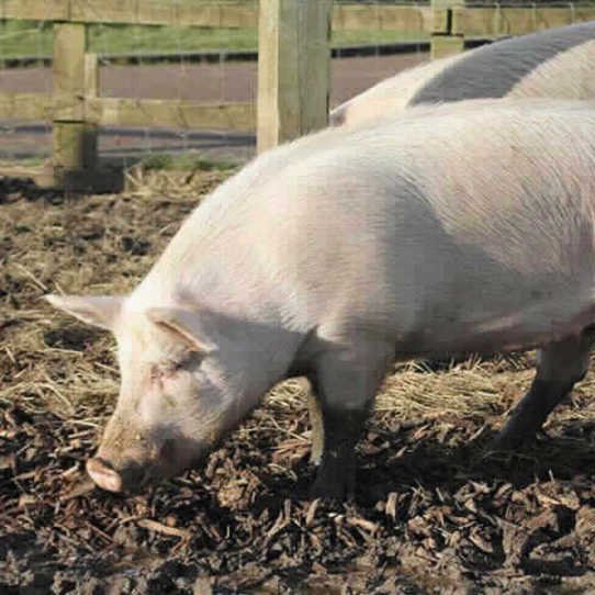 Please retweet to help Peppa Pig and Penelope find a home together #Hertfordshire 🇬🇧 Aged 5-7, part of a group of pigs looking for homes, preferably in at least pairs as they need companionship. Please see full details or retweet to help?👇 rspca.org.uk/local/southrid… #pigs #pets
