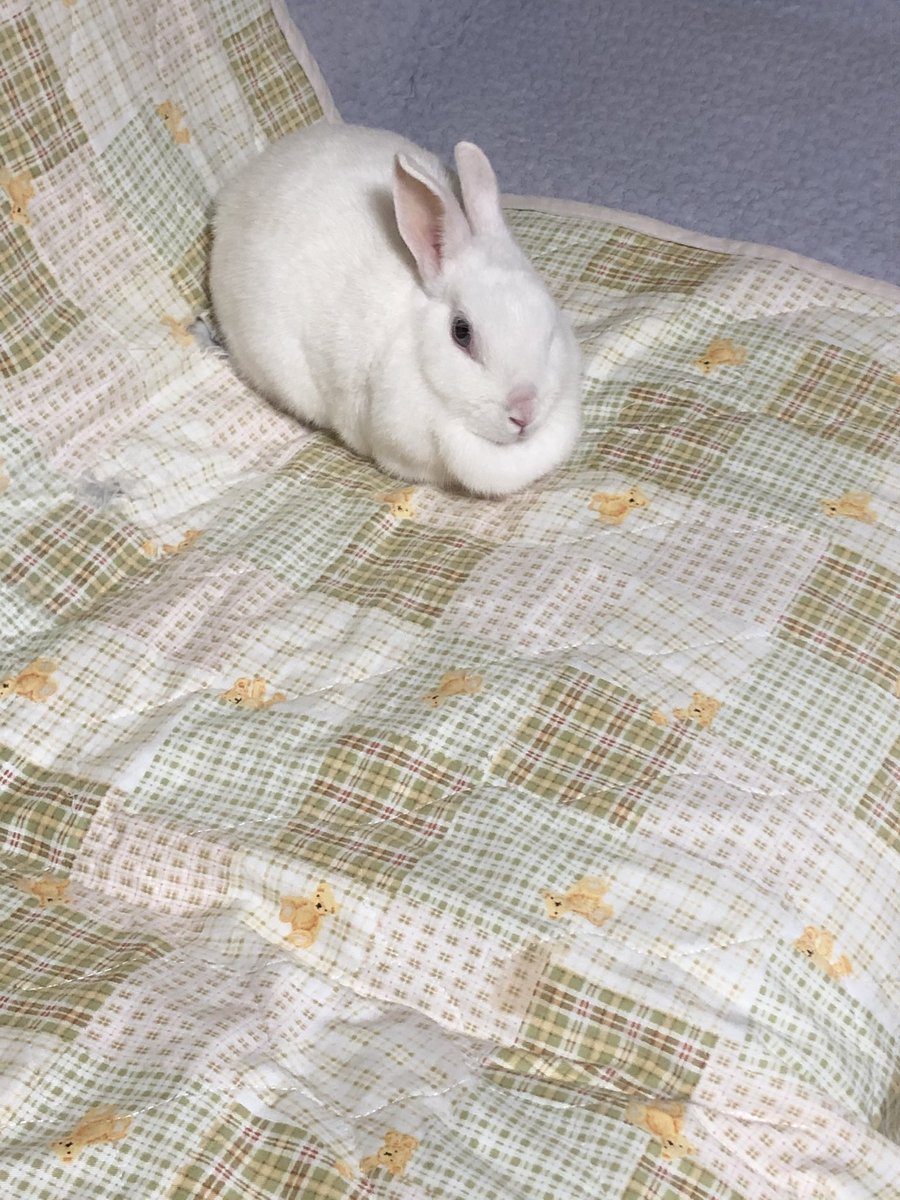 Bonko ばぁちゃんがいないからソファー独り占めだね りんごねぇちゃん可愛い うさぎのいる暮らし うさぎのいる生活 もふもふモフモフ うさぎ好きさんと繋がりたい りんごちゃん