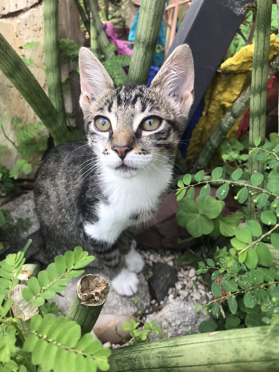 Me robaron esta gatita ayer. Por favor si pueden difundir las imágenes y el video donde se la llevan se los agradecería!
