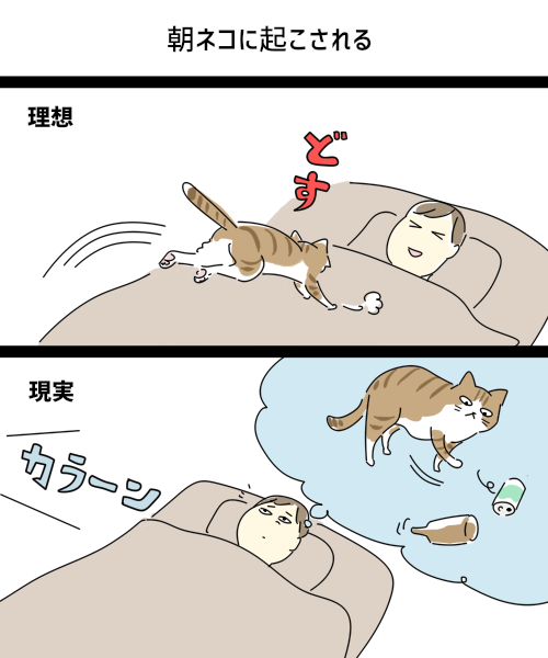 ドライなネコなので音で起こしてくる 
