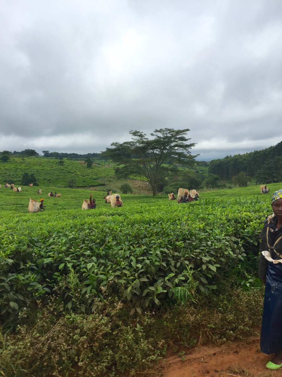 Rachel Bell tweet media