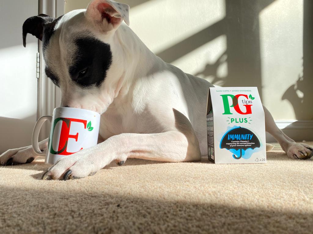 PGtips's tweet photo. @YorkshireTea @AssistanceZiggy Oh hey, ziggy... Fancy a cuppa and catch up this afternoon?

 I won't hold your choice of cuppa against you 😉..Snoopy 🐾 https://t.co/VT2cL6f6EM