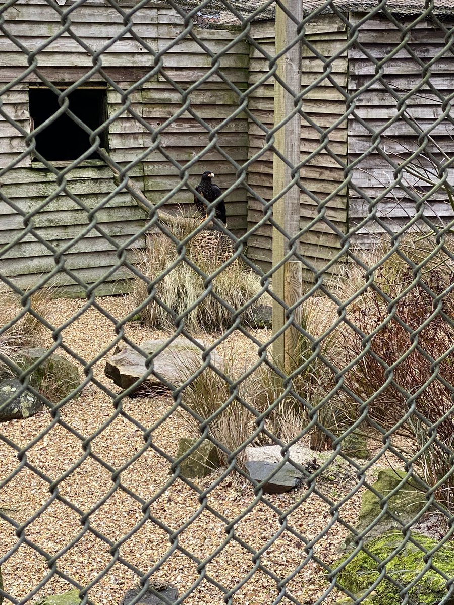 Lovely to see some of the birds who were excited to see <a href="/ScrasePaul/">Paul Scrase</a> and I! #tourismtogether #openup
