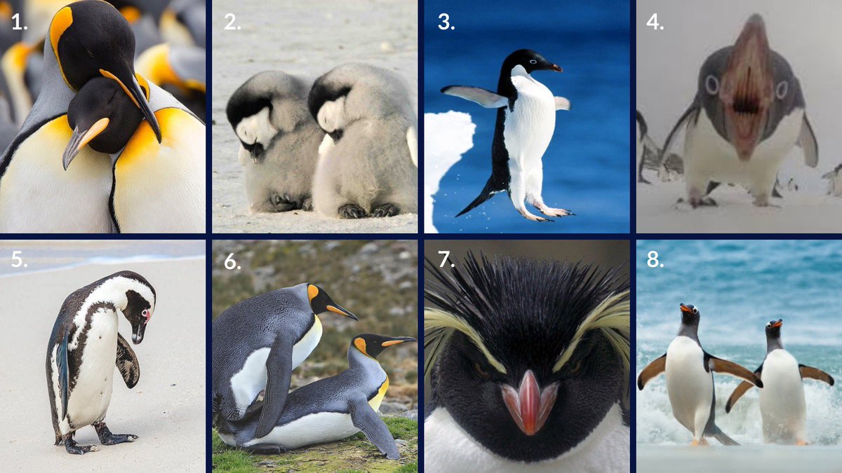 Which penguin are you today? 🐧