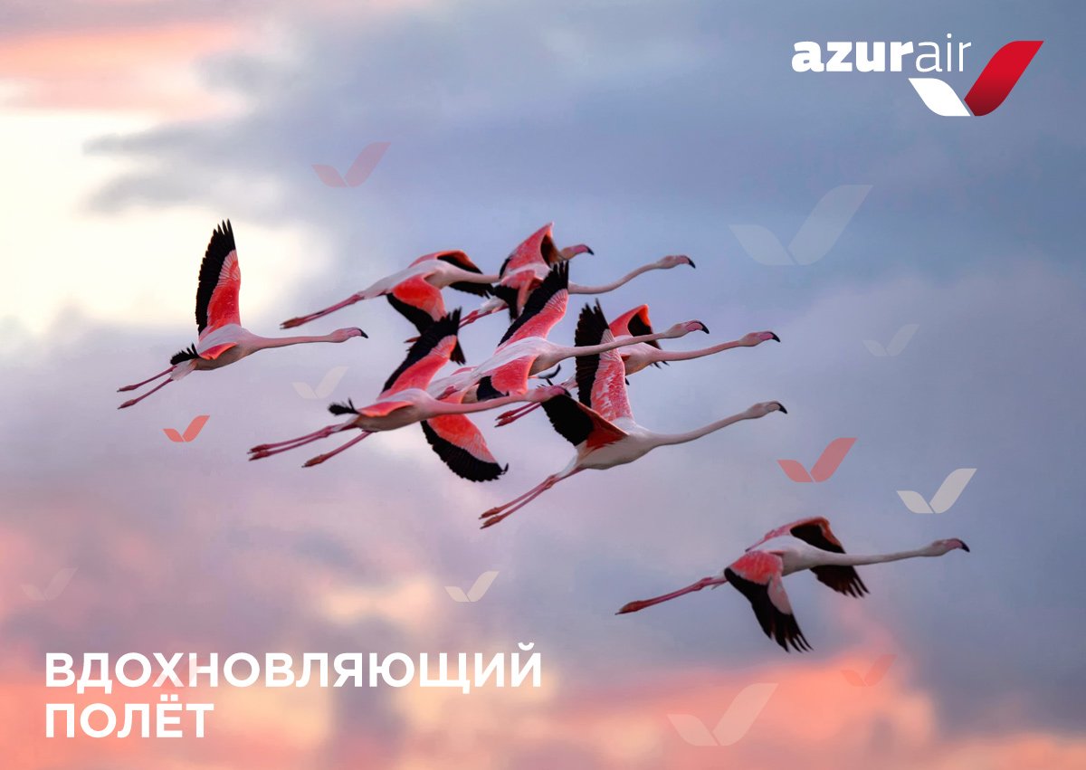 AzurAir's tweet photo. ☝️Сегодня, 19 февраля, отмечается День орнитолога — профессиональный праздник людей, чья работа заключается в изучении жизни птиц. 

А какую птицу напоминаем вам наш логотип? Делитесь в комментариях! https://t.co/eeegkAWB5D