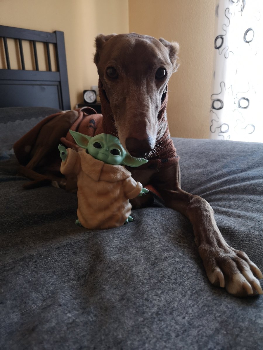 BasketatodoRitm's tweet photo. Mi galguito #dycki y su amigo Grogu os desean feliz viernes! #adoptanocompres #adoptdontshop 😍😍 https://t.co/IrsIvRsrKq