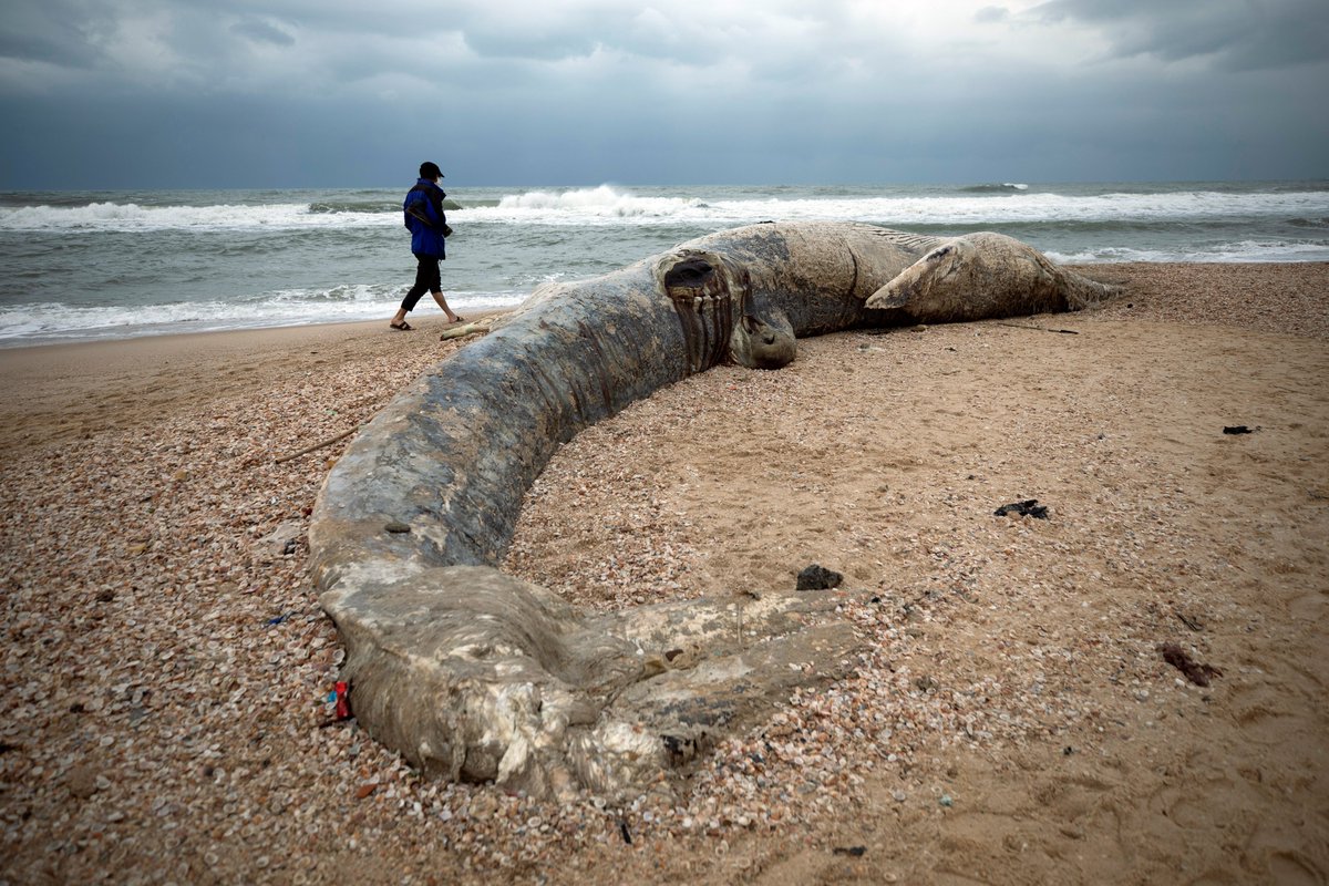 adnnoticiasmx's tweet photo. Habitantes de #Nitzanim en #Israel acudieron curiosos a ver el cuerpo de una ballena muerta que encalló en una playa del #Mediterráneo.

📷 @Reuters https://t.co/jEoVJ5H5jb