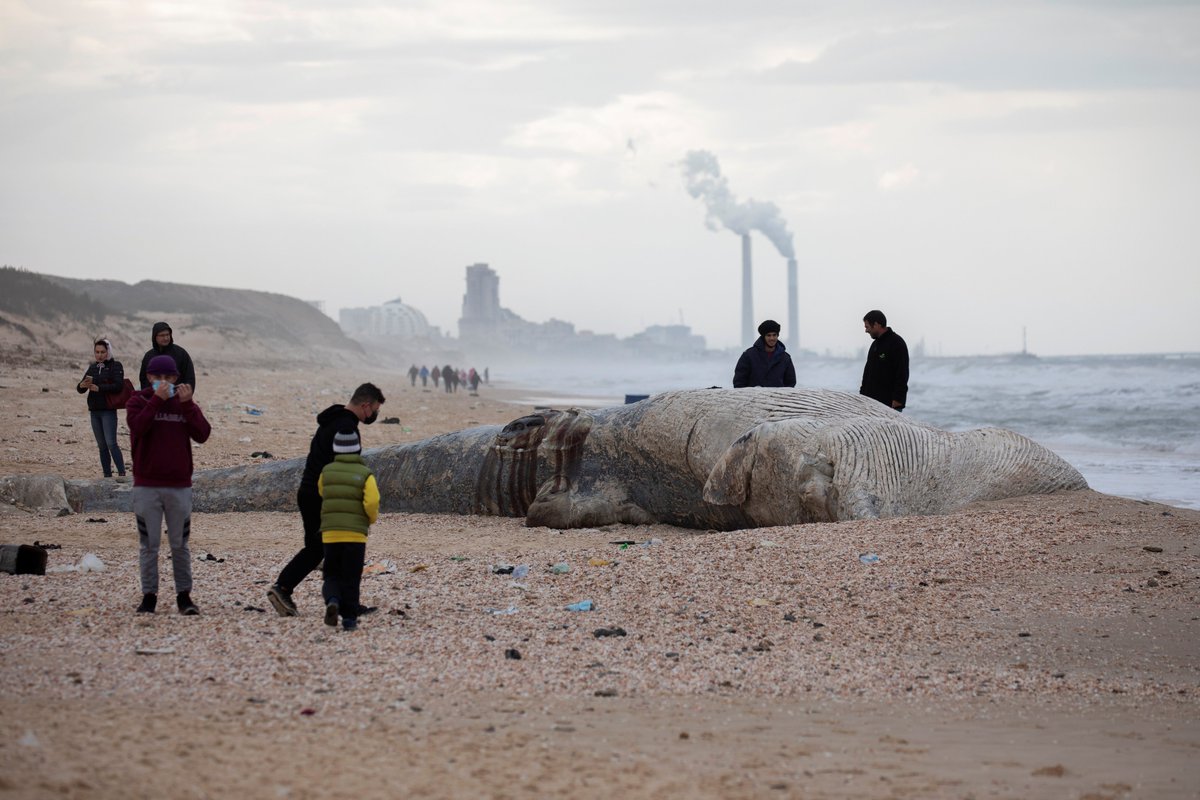 adnnoticiasmx's tweet photo. Habitantes de #Nitzanim en #Israel acudieron curiosos a ver el cuerpo de una ballena muerta que encalló en una playa del #Mediterráneo.

📷 @Reuters https://t.co/jEoVJ5H5jb