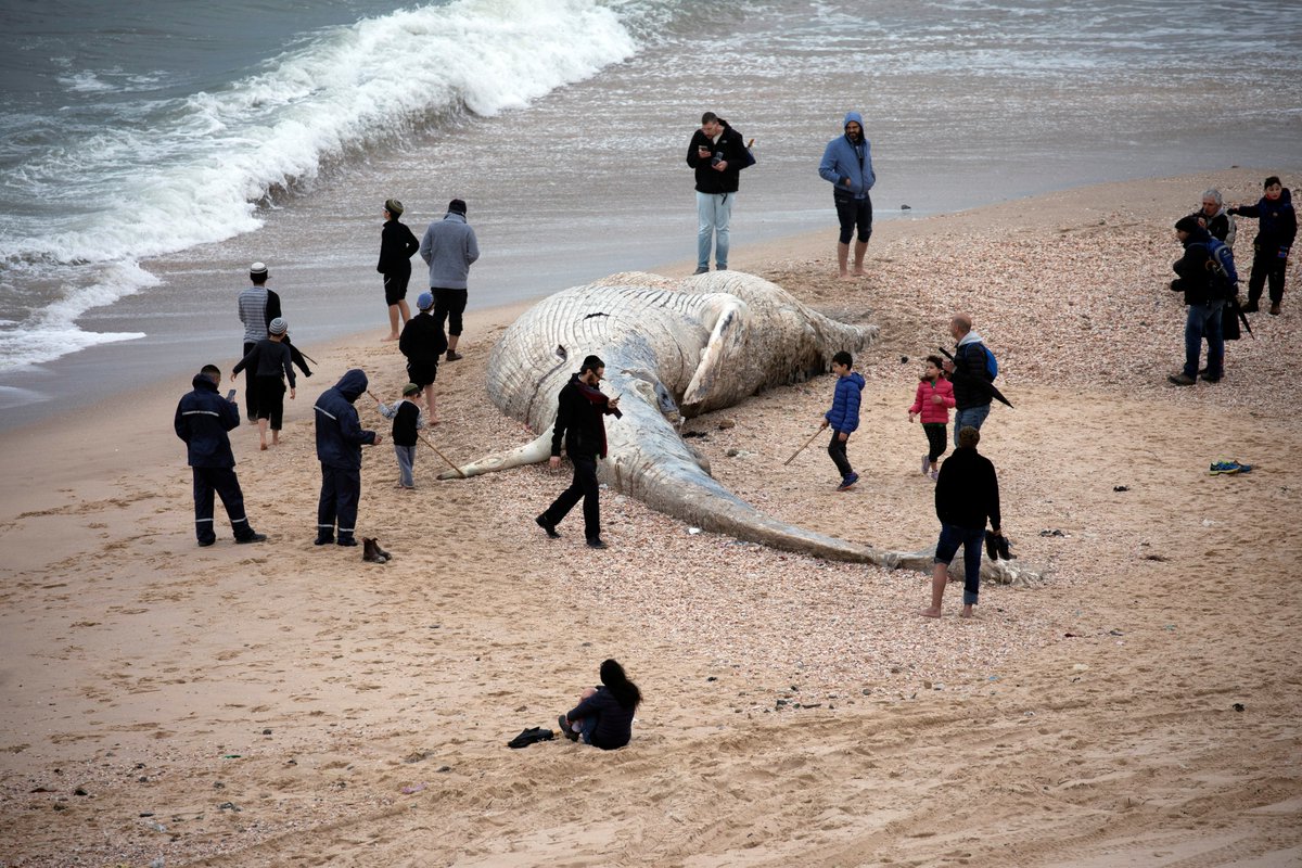 adnnoticiasmx's tweet photo. Habitantes de #Nitzanim en #Israel acudieron curiosos a ver el cuerpo de una ballena muerta que encalló en una playa del #Mediterráneo.

📷 @Reuters https://t.co/jEoVJ5H5jb