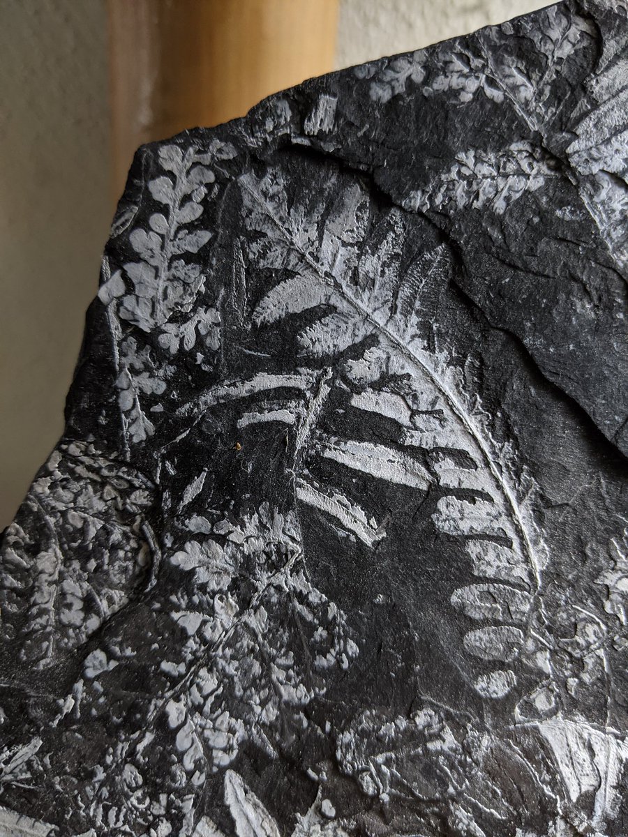indfnsofplnts's tweet image. Here are some 300+ million year old seed fern fossils to celebrate #FossilFriday