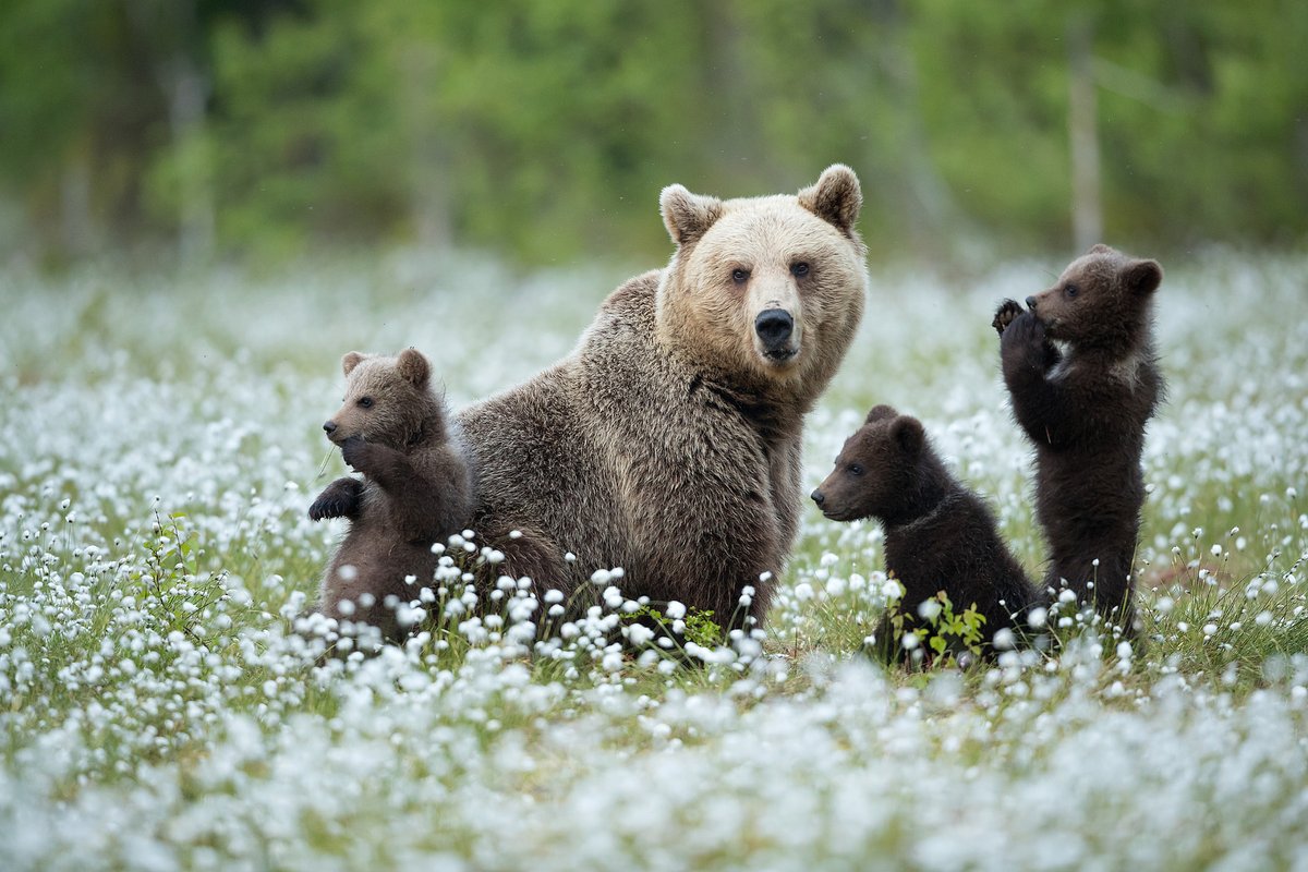 Популяция бурых медведей. Бурый медведь (Ursus arctos). Медведь весной. Июль животные. Медведь весной фото.