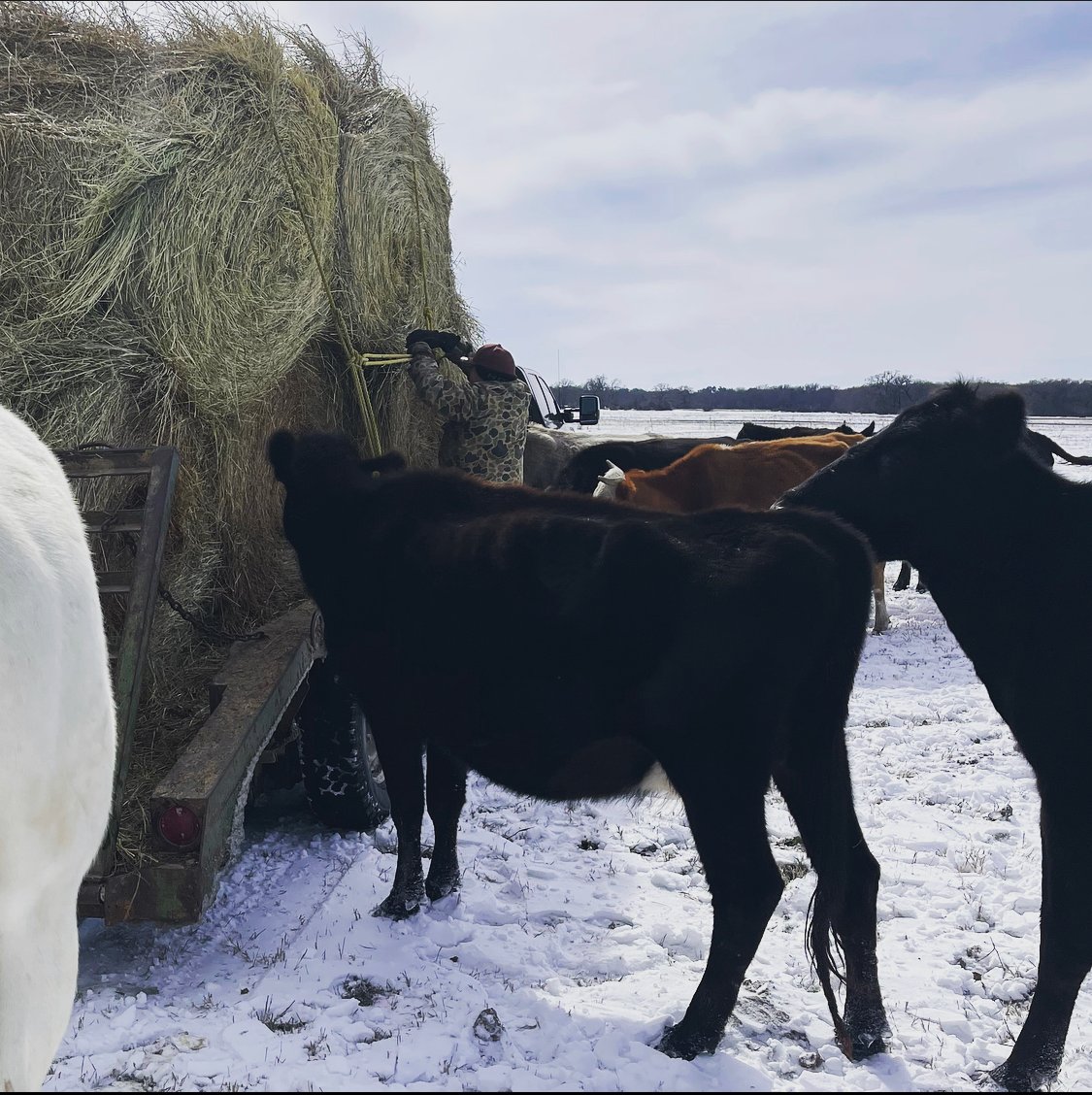 TexasDeptofAg's tweet photo. Commissioner Miller commends Texas farmers and ranchers for their dedication to Texas agriculture in these unprecedented times. Continue to pray for our industry folks as they face the devastating effects from the cold weather #TexasAgricultureMatters  #InThisTogether https://t.co/1zRfs8DGPo