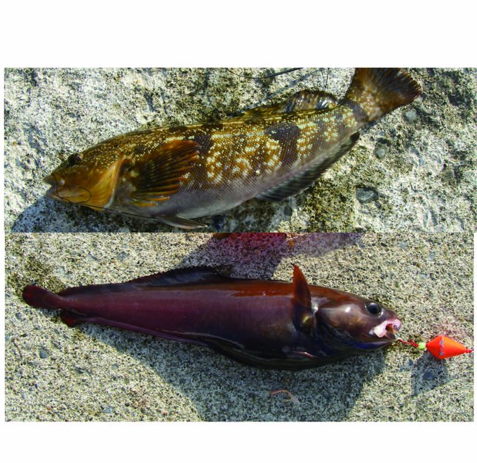 ドンコの釣り方 説明します 近所で何か釣るブログ