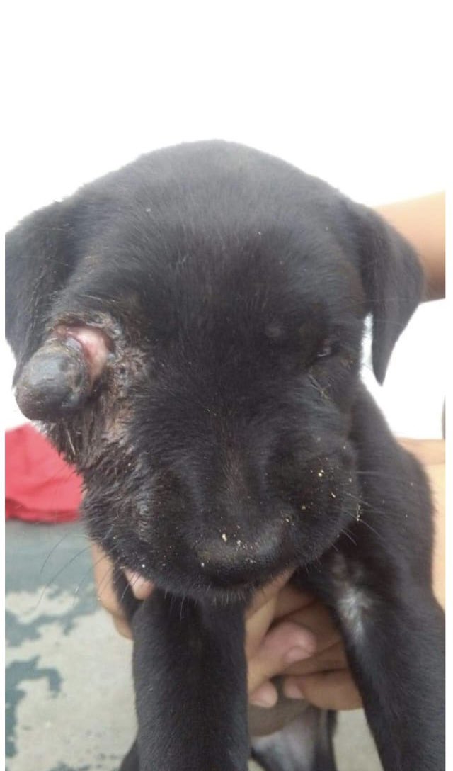 PatitasGlew's tweet photo. Le pegaron una patada y le reventaron el ojo, recién acabamos de rescatarla en estas condiciones.  
Si todos colaboramos con $100 o $200 podemos costear la cirugía ahora mismo, por favor ayúdanos a recaudar la plata! 
Contamos con links de MP y CBU 🙏🏾 https://t.co/PZvALEPlDg