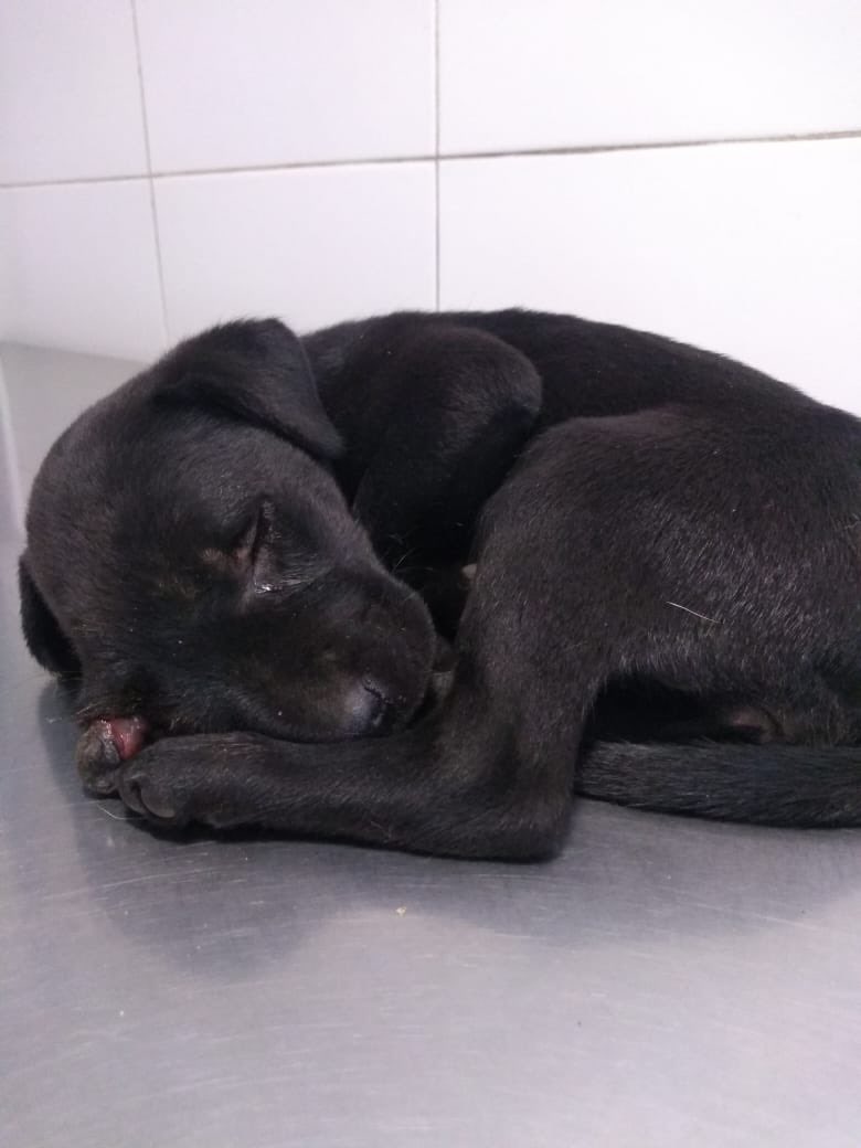 PatitasGlew's tweet photo. Le pegaron una patada y le reventaron el ojo, recién acabamos de rescatarla en estas condiciones.  
Si todos colaboramos con $100 o $200 podemos costear la cirugía ahora mismo, por favor ayúdanos a recaudar la plata! 
Contamos con links de MP y CBU 🙏🏾 https://t.co/PZvALEPlDg