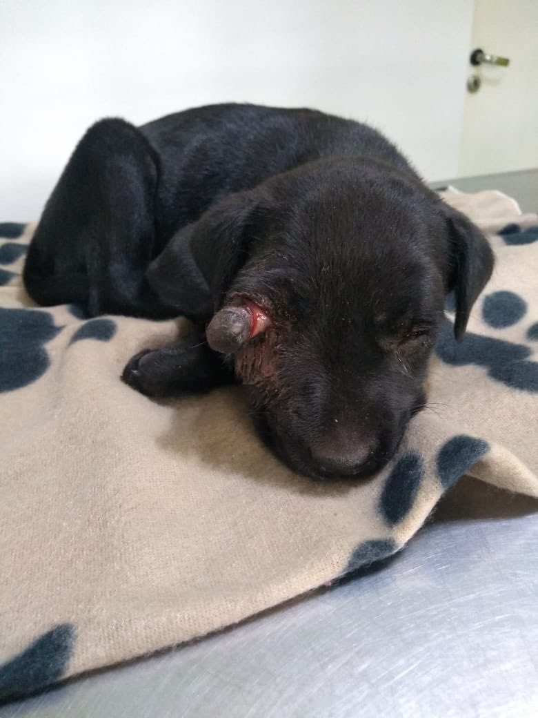PatitasGlew's tweet photo. Le pegaron una patada y le reventaron el ojo, recién acabamos de rescatarla en estas condiciones.  
Si todos colaboramos con $100 o $200 podemos costear la cirugía ahora mismo, por favor ayúdanos a recaudar la plata! 
Contamos con links de MP y CBU 🙏🏾 https://t.co/PZvALEPlDg