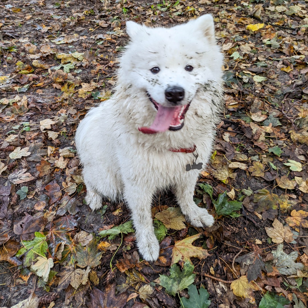YukiWhiteQueen's tweet photo. Dirty, happy and tangue 😝👅
.
.
.
.
#samoyedlife #samoyedpuppy #samoyedworld #samoyedinstagram #samoyedgram #samojed #doginstagram #dogselfie #funnydog #funnydogpics #whitedog #lodz #łódź #polishdog #polishsamoyed #polanddog #siberiandog #queendog https://t.co/VBAsR3mRN1