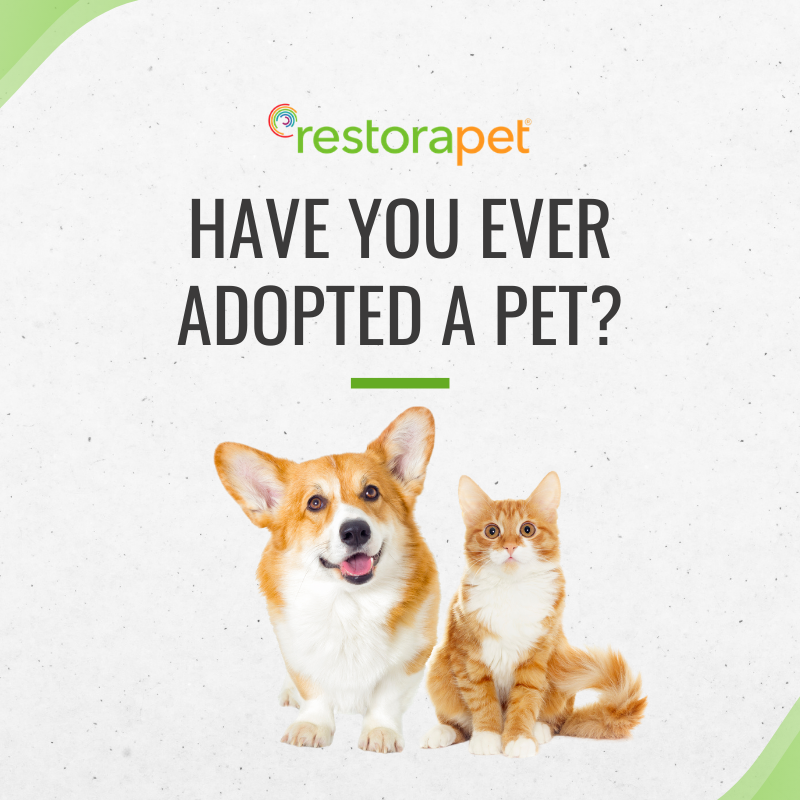 RestoraPet tweet media