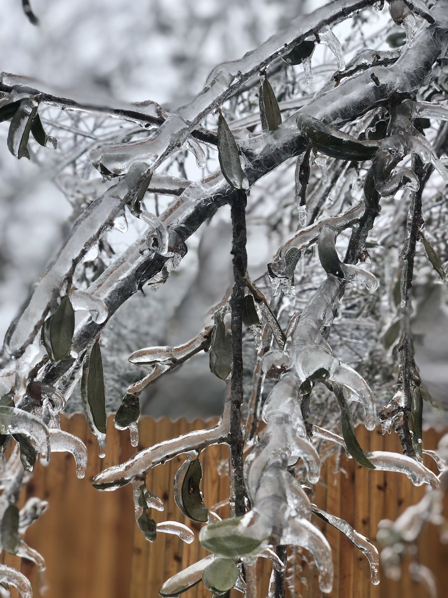 Enjoying the the epic snow storm that hit Austin.