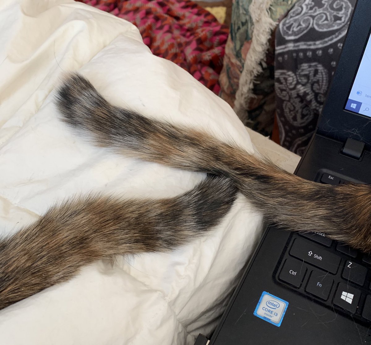 NecoDachi's tweet image. A cute angle. #catladyproblems