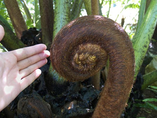 This plant is listed as invasive in parts of its range (e.g., Hawaii, Caribbean) but engendered in other parts (e.g., parts of Australia)! These plants are absolute BEASTS! Just look at this fiddlehead! 2/