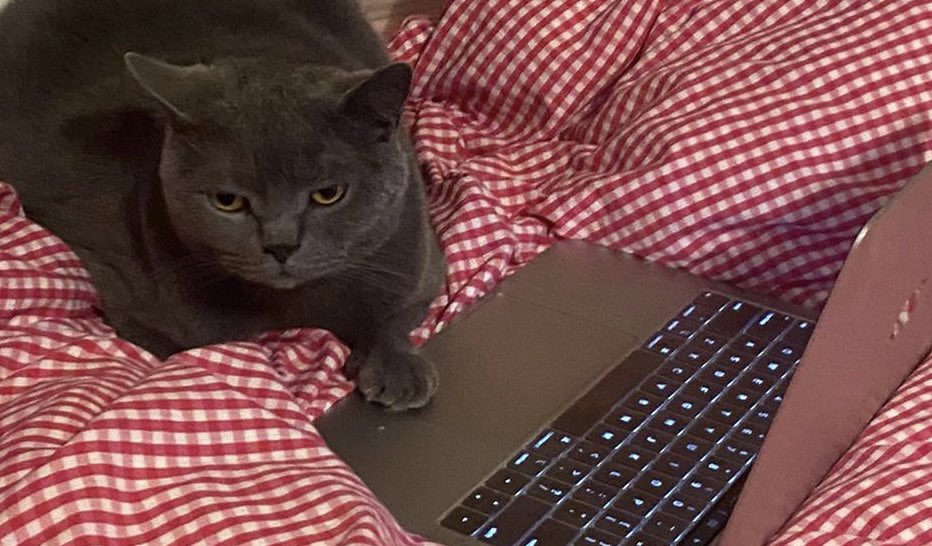 MatthewHoyle's tweet image. @michaeljburry @MatthewHoyle #wallstreetbets #dogecoin #dogearmy #ElonMusk