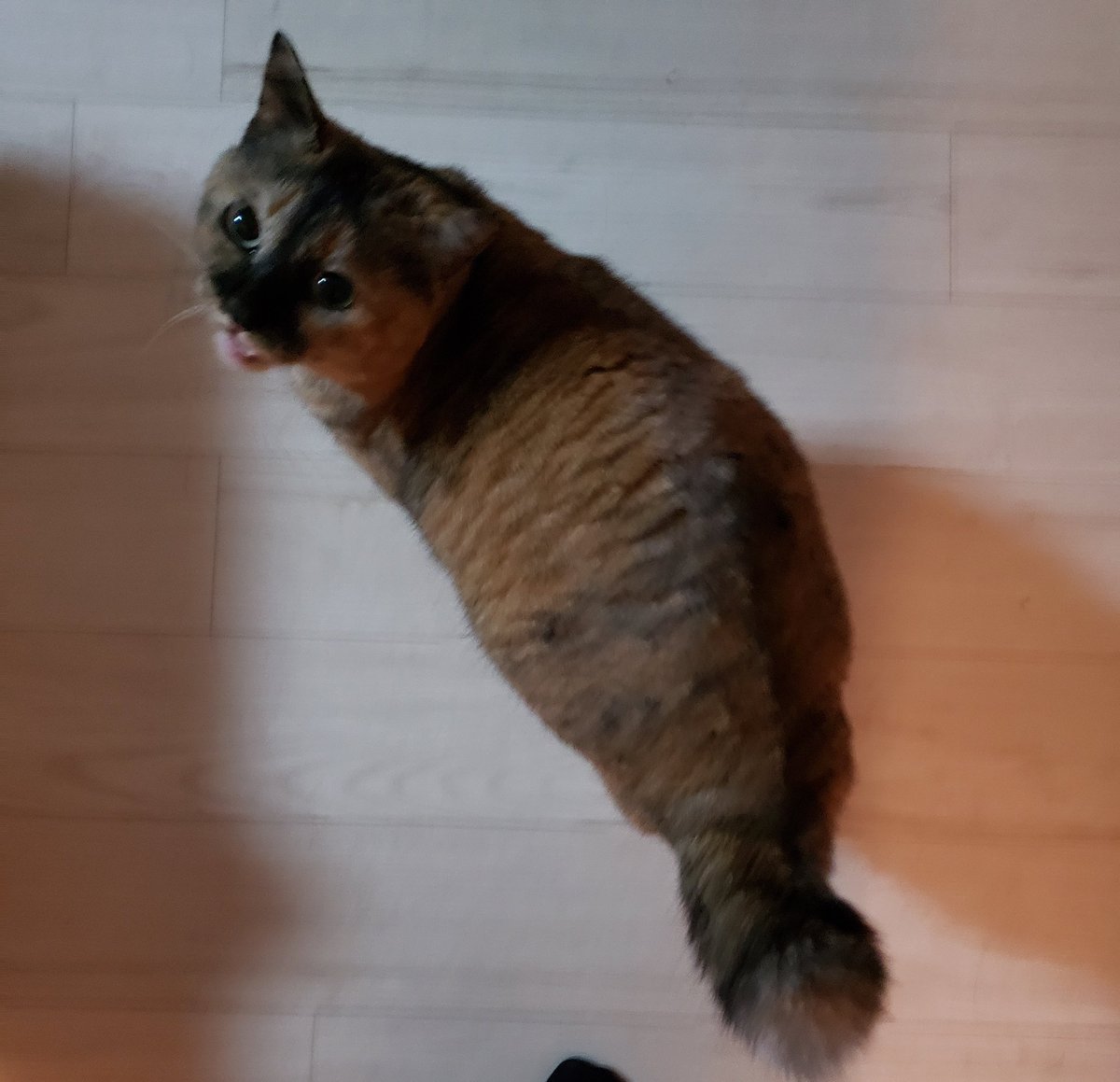 イユ 砧イユ 連れて帰ってきました 先輩猫のおこげはビクビクしながら甘えてくれますが ご飯を食べてくれない ビックリしたよねごめんね 新参者の黒猫ボーイは仔猫用ウェットフードに食いついたので 離乳はできてる様子 頭に傷がありチョイハゲ 猫