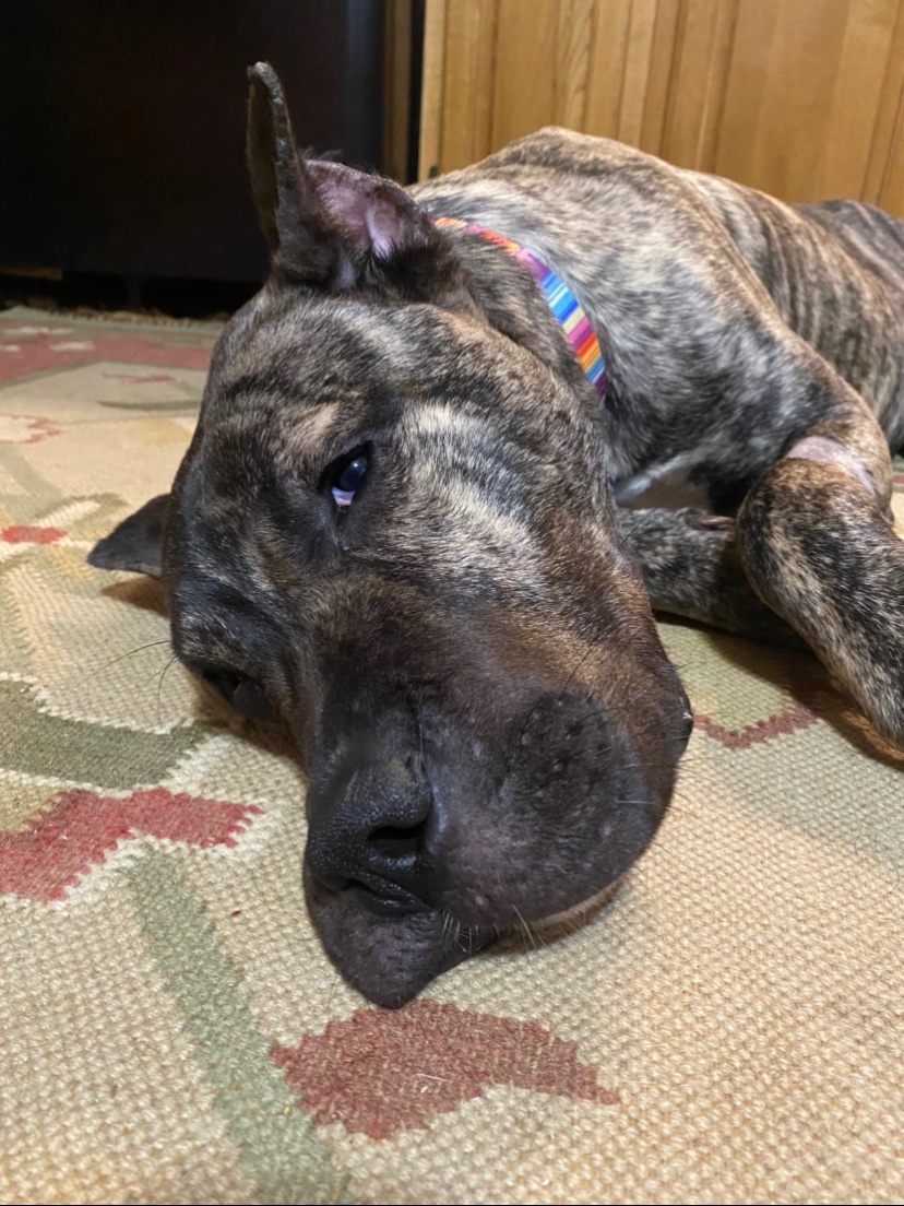 kyhumane's tweet photo. ...Ethan is doing very well, responding great to antibiotics &amp; is now 76lbs! This is double his initial weight of 38lbs on 1/29. He will be staying at Jeff's house today to get some extra rest. He is taking his meds like a champ &amp; we will run bloodwork again on Monday. Thank you! https://t.co/5HTKSwmX4F
