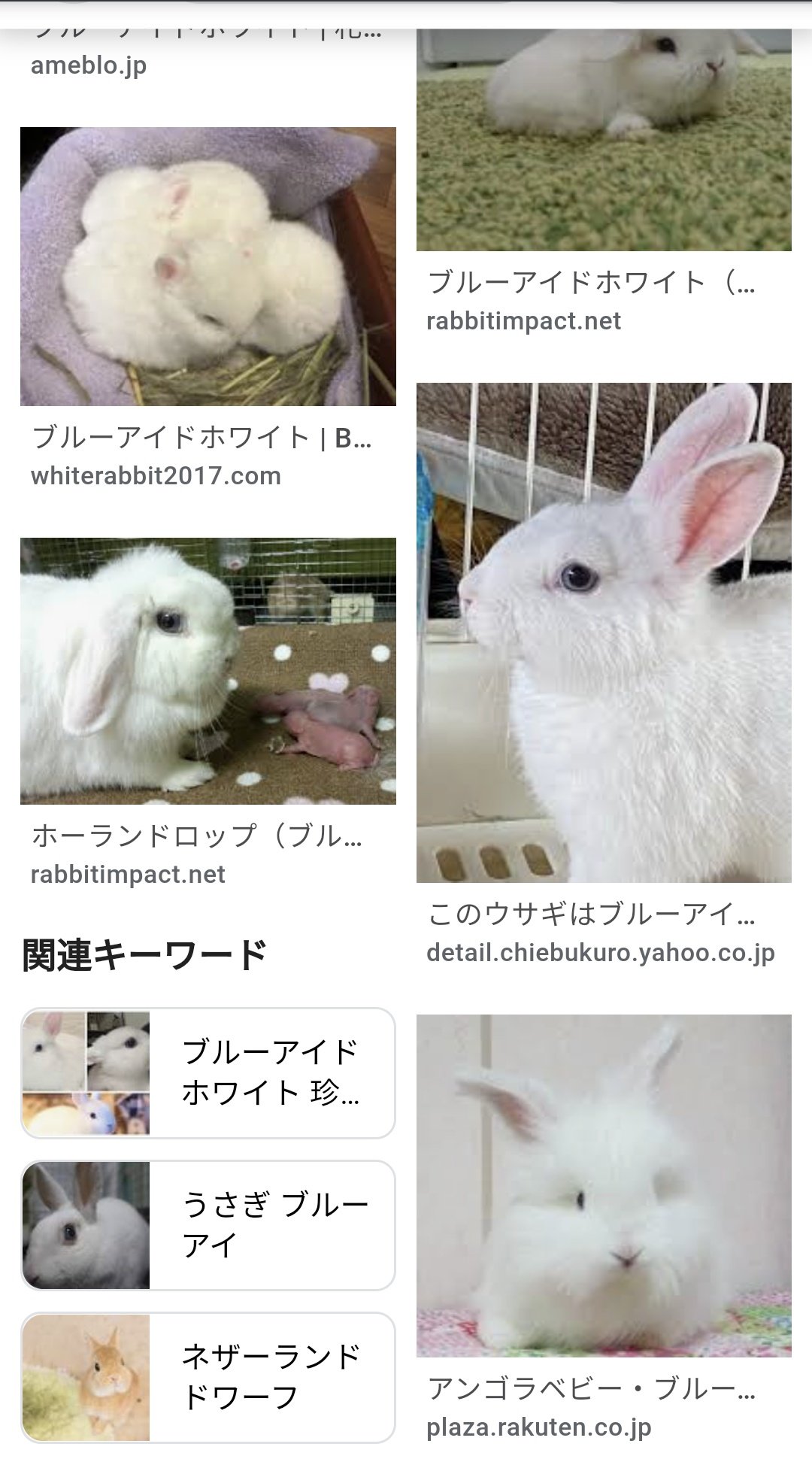赤髪のとも うめちゃんは品種はホーランドロップイヤーっていうんだけど ルビーアイドホワイトっていう名前の色のウサギさんです ブルーアイドホワイトっていうキレイな青い目の珍しい色のウサギさんもいます みるうめ T Co Jbvuemrnlq