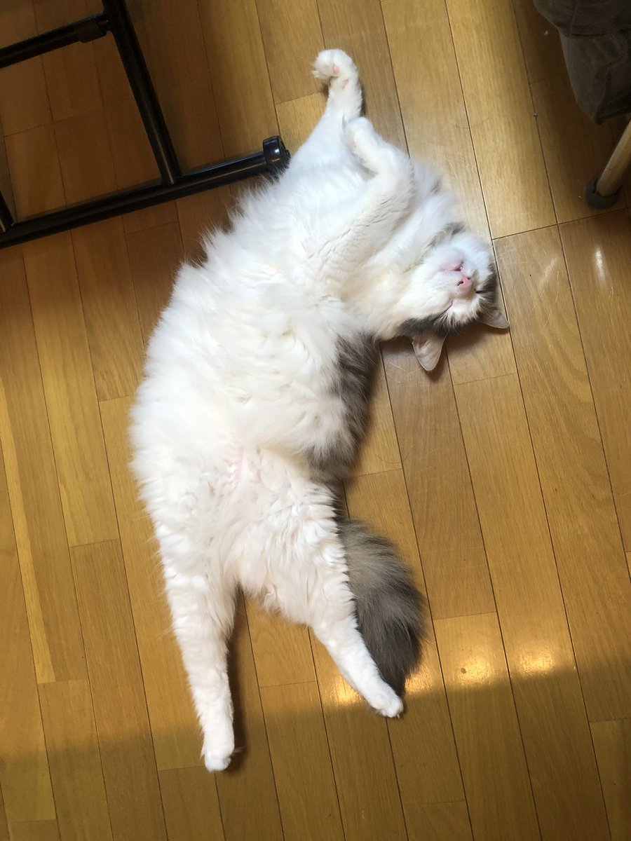 quattro_cat's tweet photo. 今日は僕の5歳の誕生日ですニャ！
すっかり誕生報告アカウントになってしまい申し訳ないですニャ…
#猫　＃猫写真 ＃ノルウェージャンフォレストキャット https://t.co/716XIJK8jW