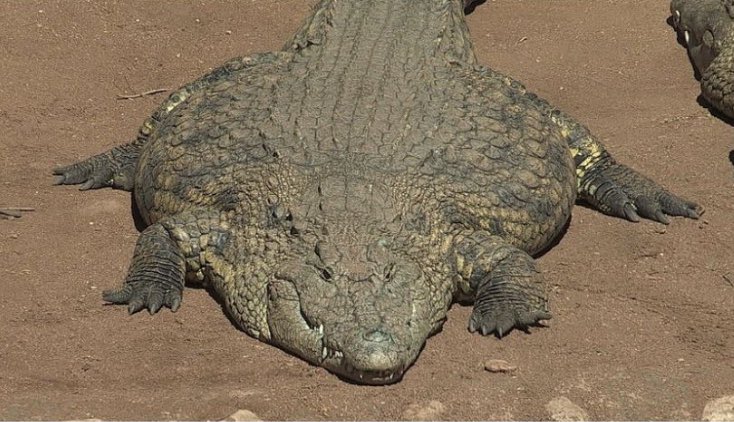 Nadie:

El alfajor al fondo de la mochila: