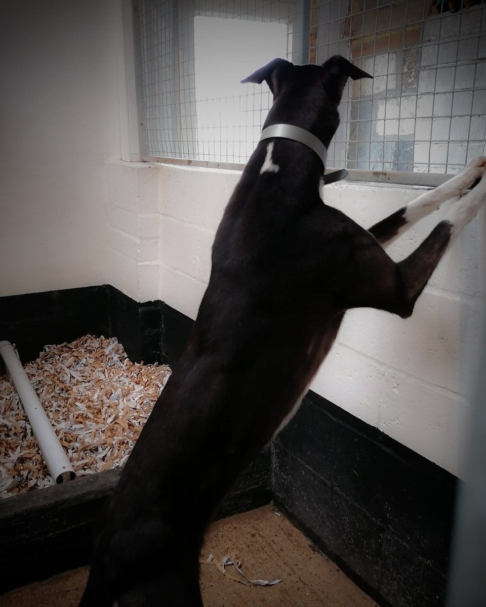 adachikennels's tweet photo. What ya looking at #tolpuddlejack? ππ https://t.co/DO0zlTcU0K