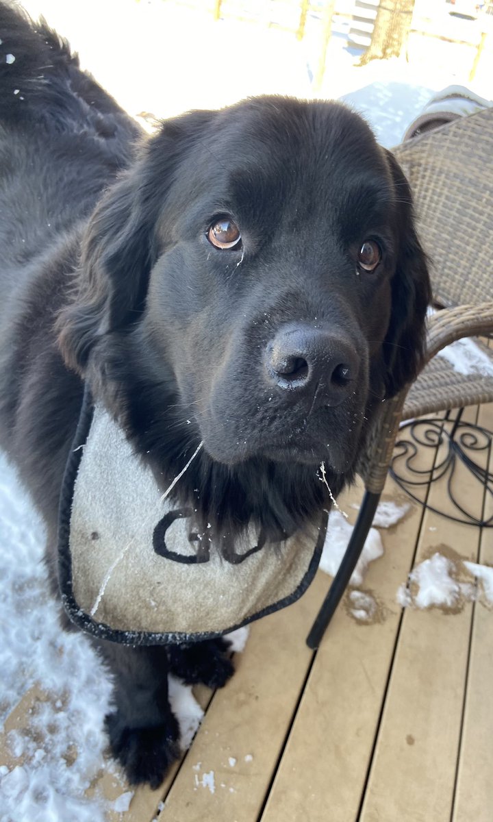 gusthenewfound1's tweet photo. Everybody wonders why I wear a bib. #demonstration #apictureisworthathousandwords #idrool #itsfrozen #dogs #dogsoftwitter https://t.co/B1PBfiMMW2
