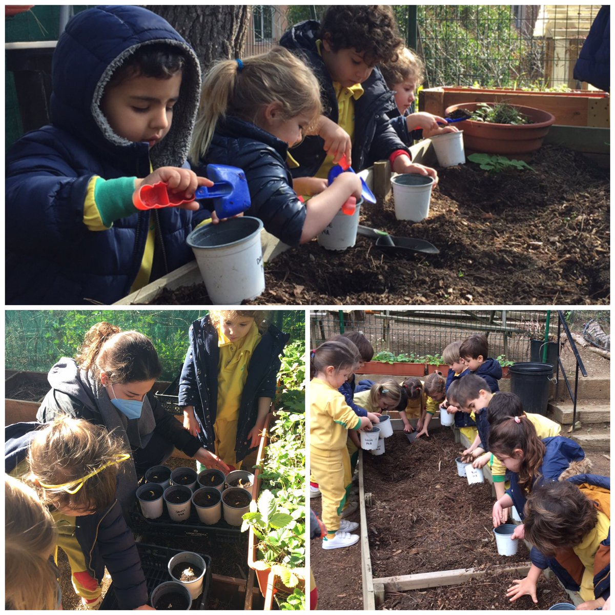 ¡Infantil 4 años #Flow en plena siembra de tulipas en el huerto del cole! ¡Cómo nos gusta el contacto con la naturaleza en el corazón de Collserola! Inteligencia Naturalista con #SelloColeMontse