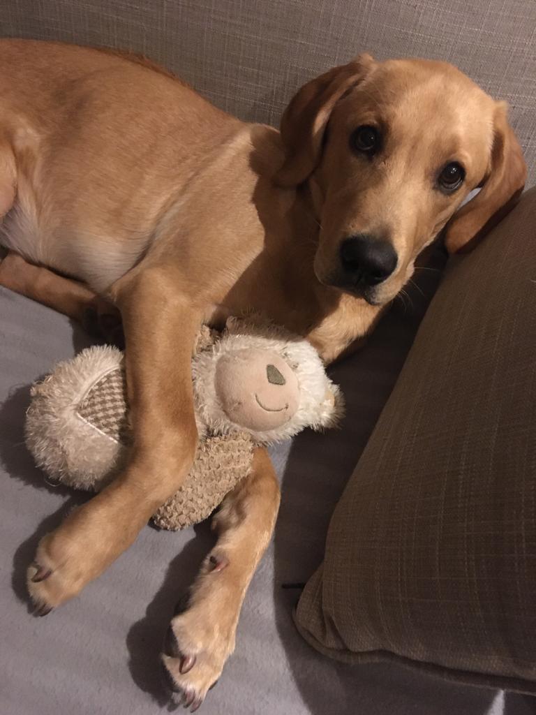 d33pan's tweet photo. @Dr_Allie_Hare @jp_jespark @addy_charlotte @BTSrespiratory @BTSchair @BTSchief @RespTrainees @AHPLeader @e_sapey @drphilmol @ProfHurst @Isteefer This is Remy 😍 #btswinterdogs https://t.co/2dOB4GooIo