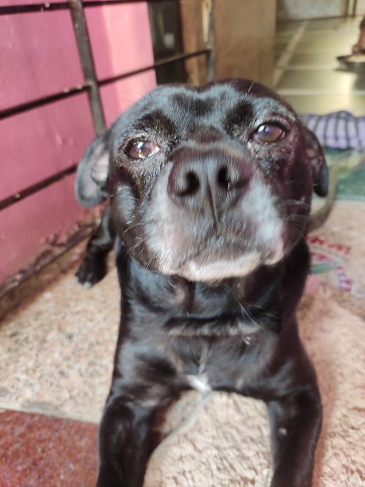 prcf_india's tweet photo. Our sweet Sheru here is doing really well after his surgery. Stitches have healed up and his eyes are better now. 🌻
No further treatment is needed for his eyes.
A huge shout-out and big thanks to our donors who helped us and saved his life 
#dogs #dogsoftwitter #love #recovery https://t.co/DXmqUth4s8