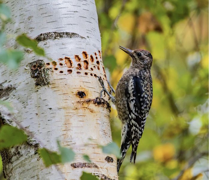Yellow-bellied Sapsuckers provide for more than just themselves with their sap wells—several other species benefit from the sapsucker’s labor. buff.ly/3pjZOeJ