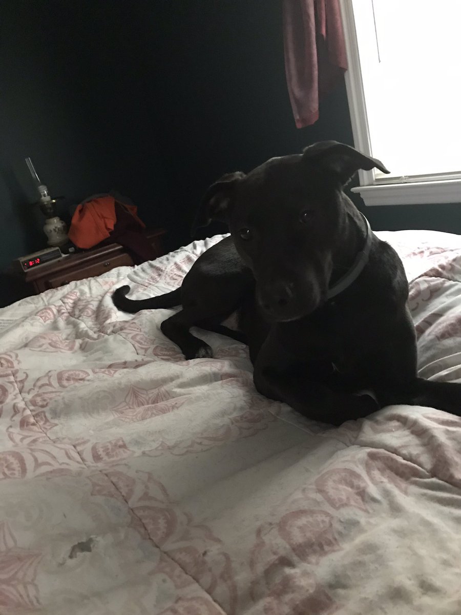 BealChbeal's tweet photo. Happy Happy Birthday to the man of the hour! #mutt #rescuedog #winoneforthegipper #itsadogslife #love #family #2yearsold💛💚🐶🐾🦴🎂 https://t.co/WkYwfQAcnG