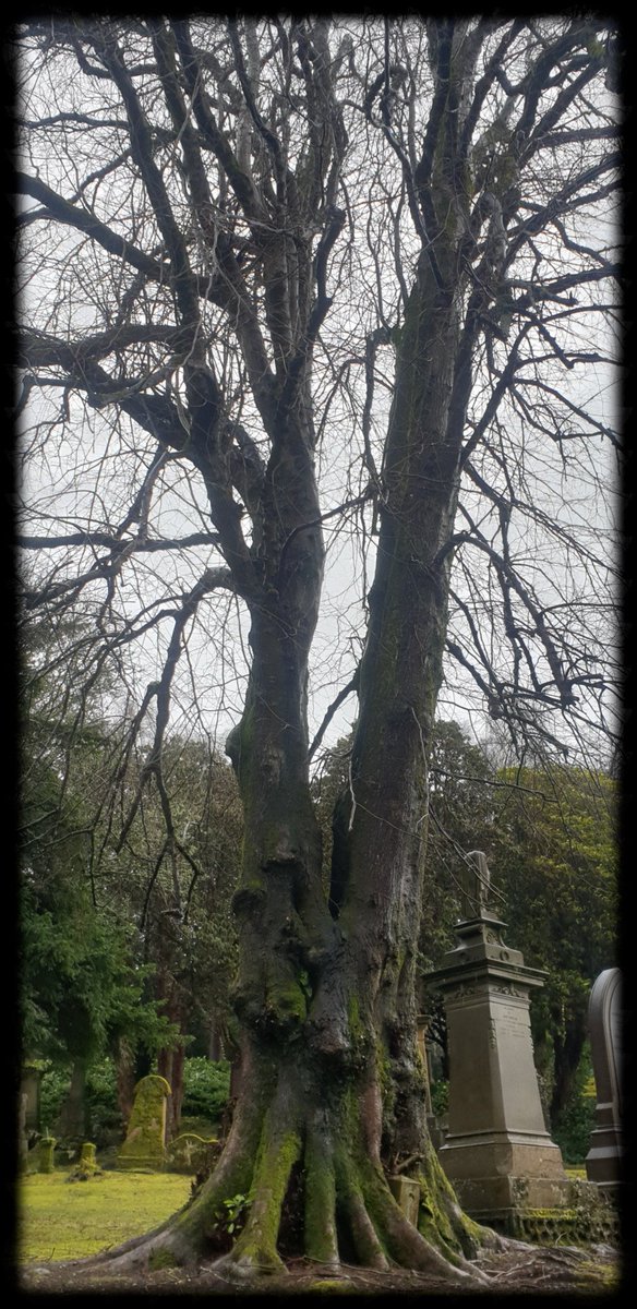TheCemetress's tweet photo. Today's Trees and little Stump
🌲⚰✌🏽🖤
#CemeteryTree 
#MyFavePlace 
#Treemmunity 
#TreeHeroes 
#IHuggedATreeAtMidnight 
#ThenHeKissedMe https://t.co/WPlw64CkpB