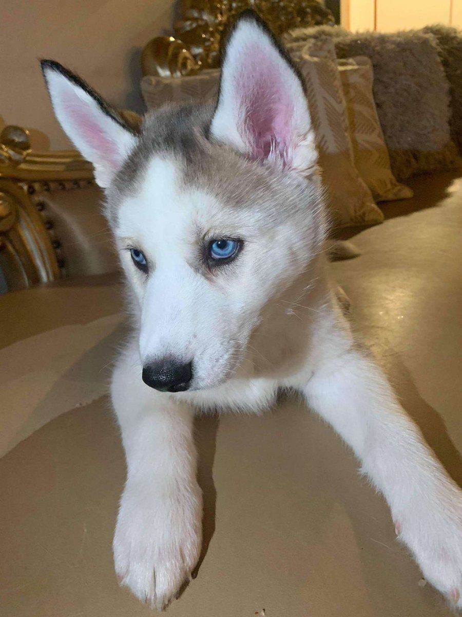 Amber Raub tweet media