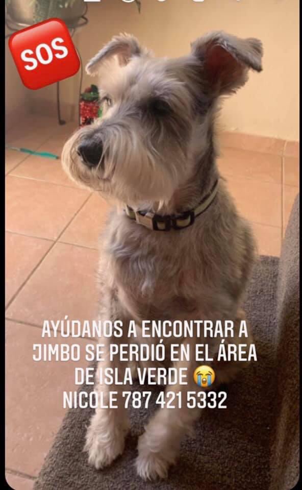 Perdido en Isla Verde.  Mas info en la foto 👇