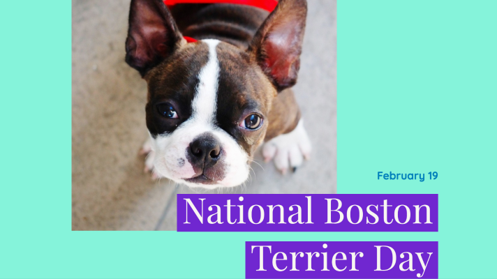 DogTipper's tweet photo. Today is National Boston Terrier Day! https://t.co/RxVlV3xiyn https://t.co/dvEPXd4HD5