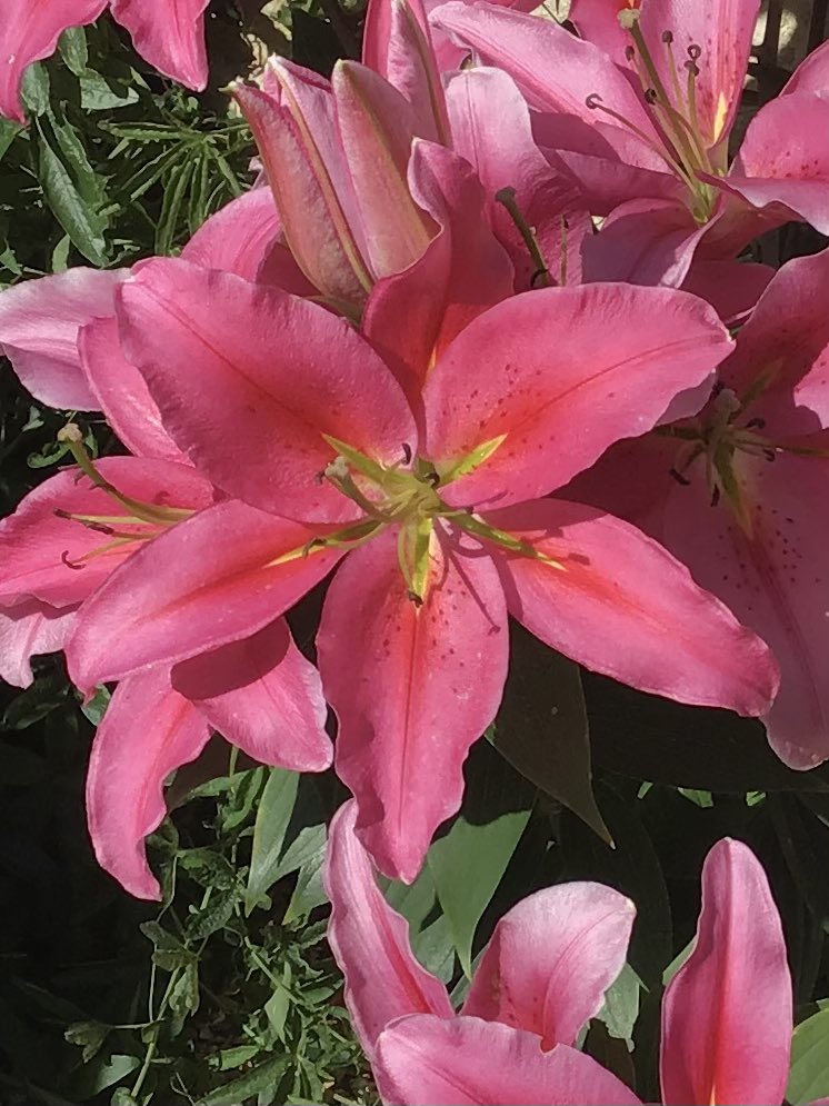 simonbiagi's tweet photo. @RichardQVC has some amazing plants this weekend @qvcuk The worlds first #pollenfree oriental #lillies. You can order them now and see them this weekend. HERE COMES SUMMER ! 🌞🌞🌞 https://t.co/nuUdkPD0Nq