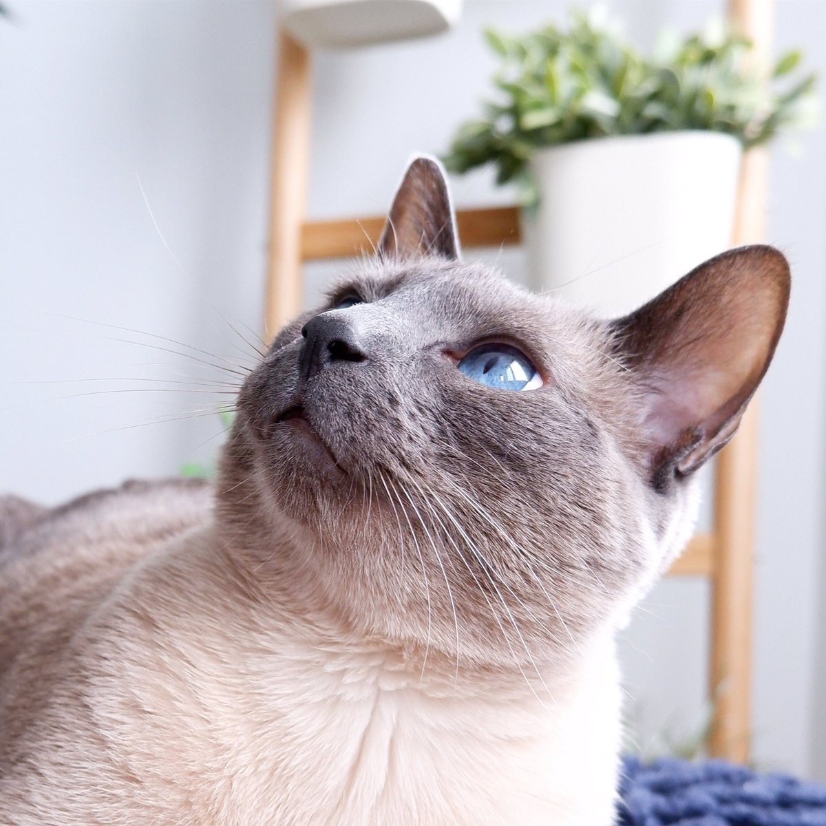 goudalovesfig's tweet photo. Daydreaming ⛅️ #CatsOfTwitter #Daydream #fridaymorning https://t.co/vThwMFUDAw
