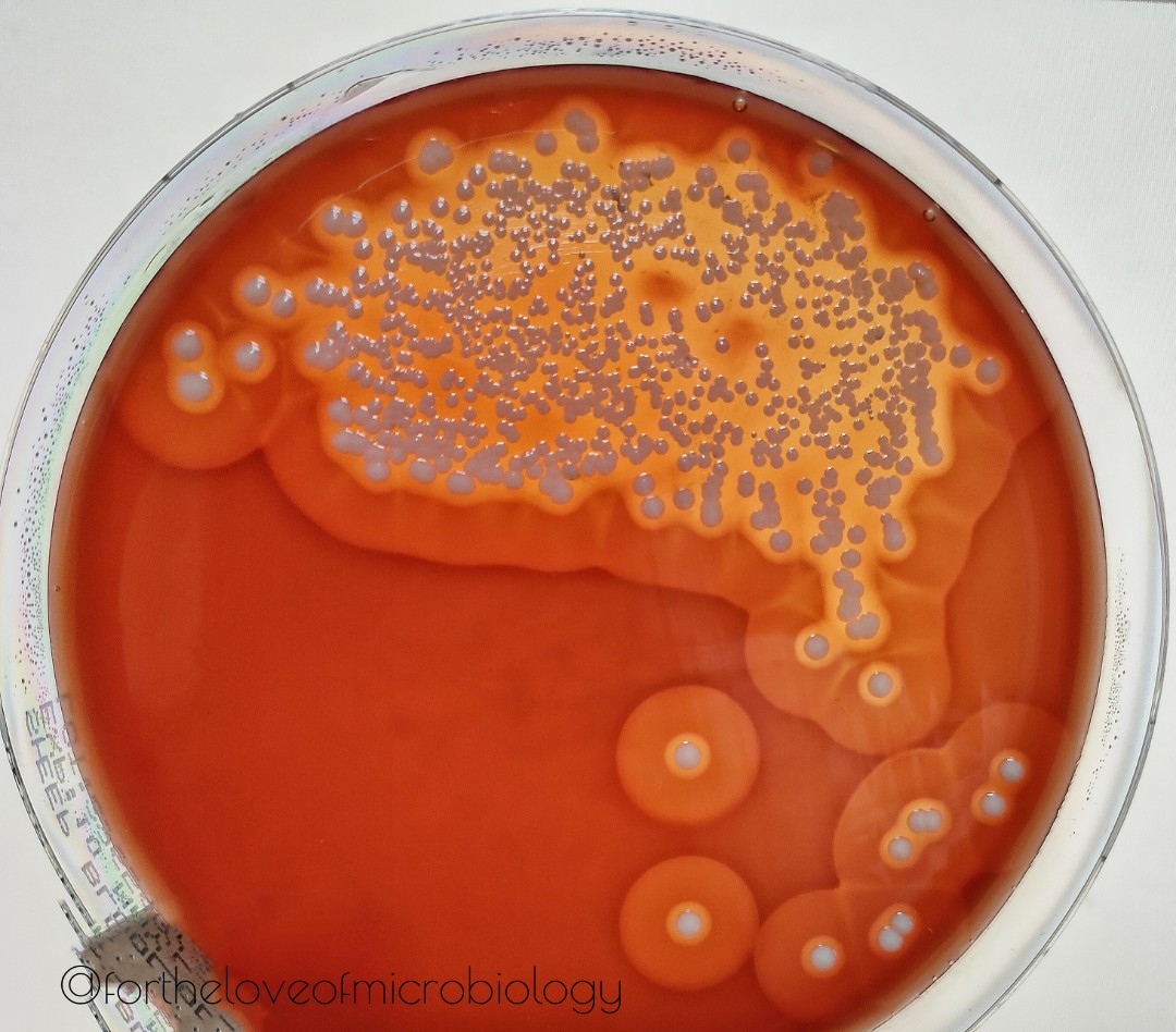 Staphylococcus pseudintermedius. Staphylococcus pseudintermedius