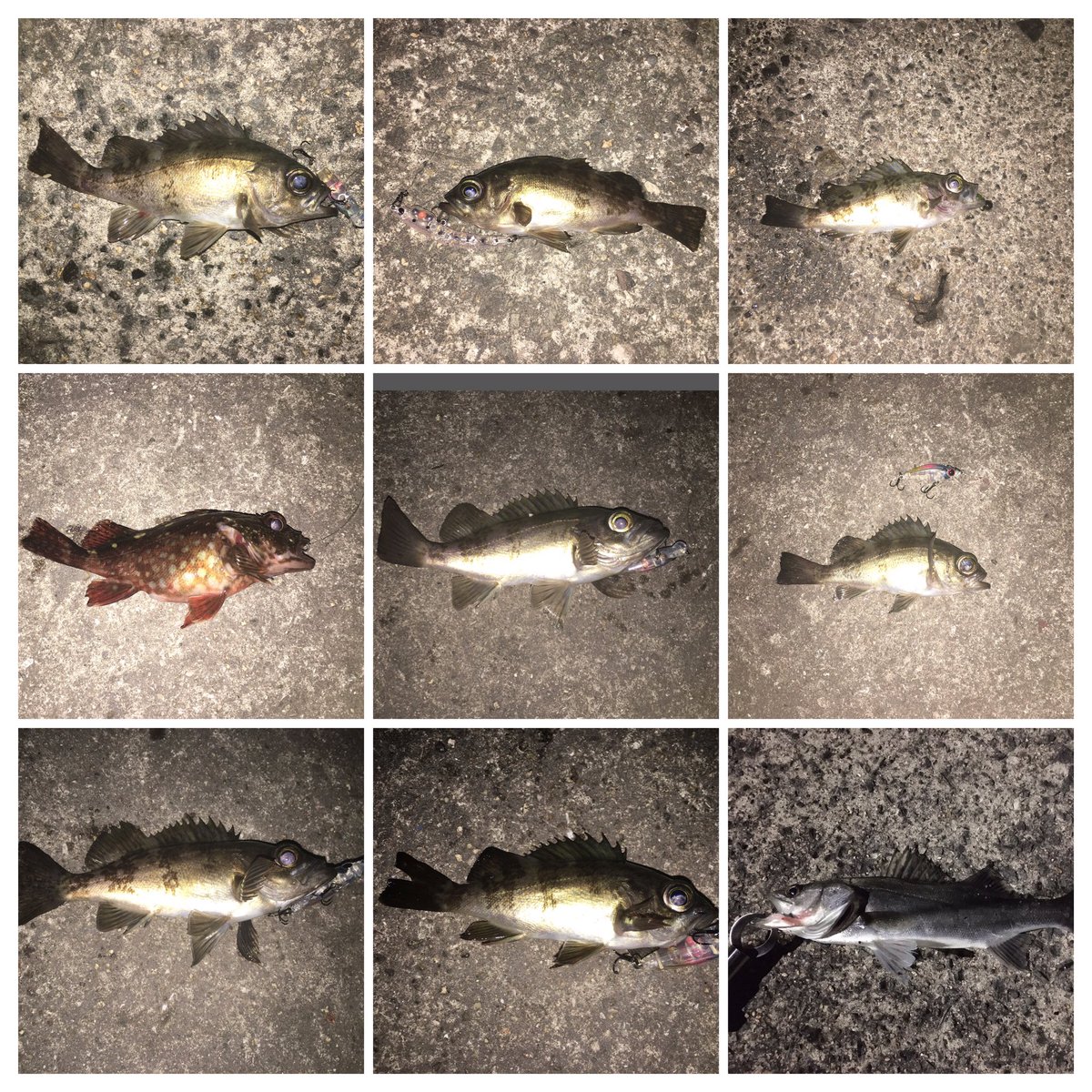 よこ 21 2 19 呉 メバル7 リリース カサゴ リリース シーバス リリース メバル カサゴ シーバス 広島 呉