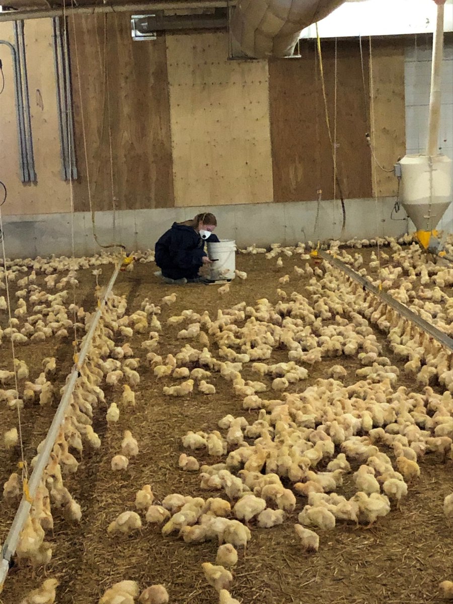 7-day weights are good indicator if your flock is off to a good start. Can we help ?