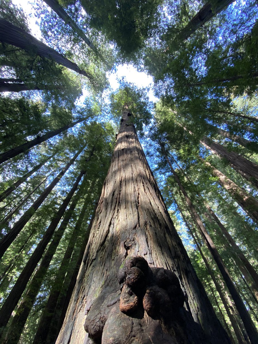 markopeligro's tweet photo. Enjoying the redwoods. https://t.co/VHkHUyRGU9